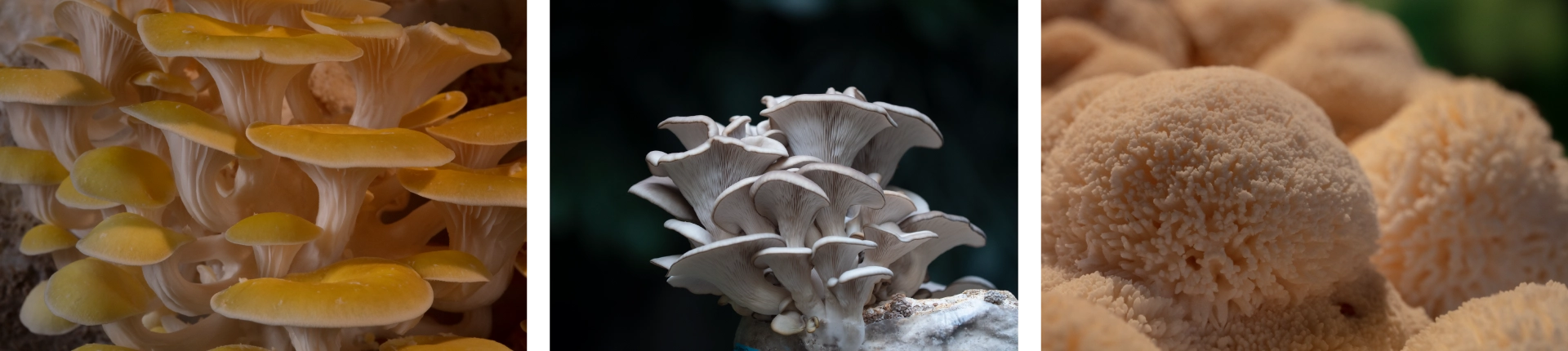 Photography of mushrooms by Louie Schwartzberg