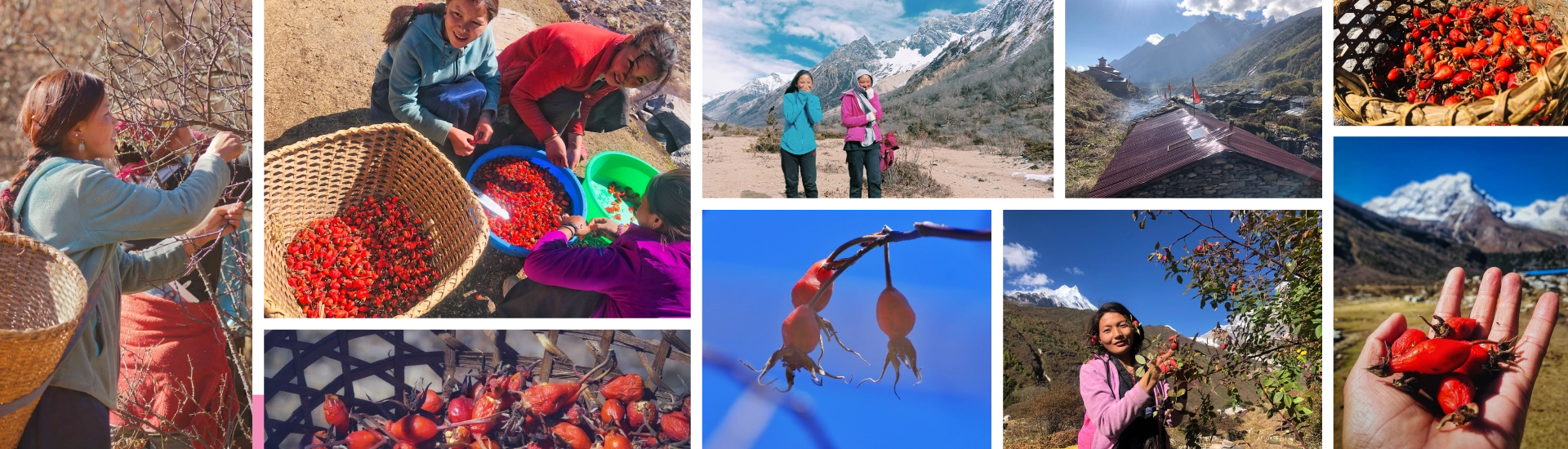 Photos of the Himalayan gob-chi berries and the Samagaun women who harvest them.